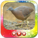 Canto do Inhambu guacu HD APK