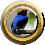 Canto do Tangará completos