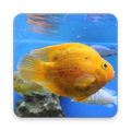 Fish Wallpapers