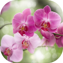 Орхидеи. Фаленопсис APK