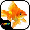 Gold Fish Fancy Keyboard Theme