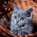 Cats Wallpapers And Images APK
