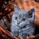 Cats Wallpapers And Images آئیکن