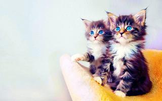 Cats Wallpapers And Images 截圖 1
