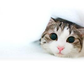 Cats Wallpapers And Images 截圖 2