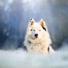 Best Dogs Wallpapers And Images ไอคอน