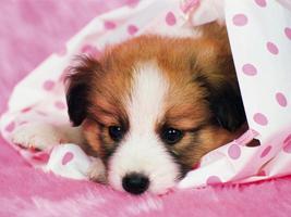 Best Dogs Wallpapers And Images โปสเตอร์