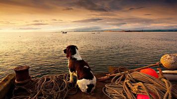 Best Dogs Wallpapers And Images capture d'écran 2