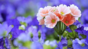 Flower Wallpapers and Images скриншот 1