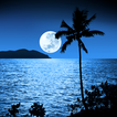 wallpaper hidup moonlight