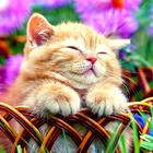 Cat Live Wallpapers icon