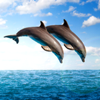 dauphins vivent fonds d'écran icône