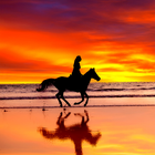 Horse Live Wallpapers আইকন