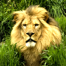 Lion Live Wallpapers APK