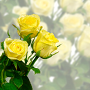 APK rosa, fiore live wallpapers