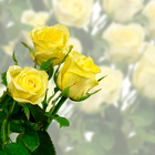 गुलाब के फूल लाइव वॉलपेपर आइकन