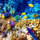 Sea Creatures Live Wallpapers آئیکن