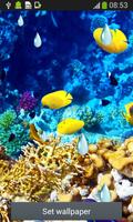 Sea Creatures Live Wallpapers اسکرین شاٹ 2