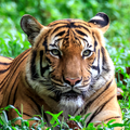 Tiger Live Wallpapers