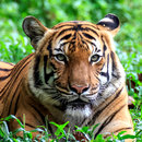 tigre live wallpapers APK