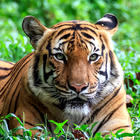 Tiger Live Wallpapers آئیکن