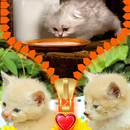 tela bloqueio zipper gatinho APK