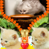 Kitten Zipper Lock Screen simgesi
