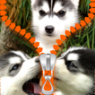 tela de bloqueio zipper husky