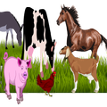 Animal Farm Only