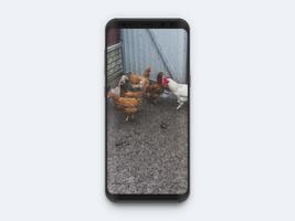 家禽饲养 海报