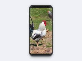 家禽饲养 截图 1