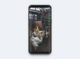 家禽饲养 截图 2
