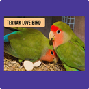 Tips Ternak Love Bird APK