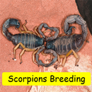 Scorpions Breeding APK