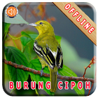 Master Kicau Burung Cipoh ikona