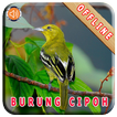 Master Kicau Burung Cipoh