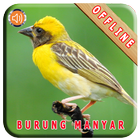 Master Kicau Burung Manyar ikon