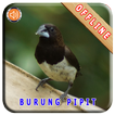 Master Kicau Burung Pipit