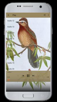 Master Kicau Burung Poksay Apk App Free Download For Android