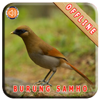 Master Kicau Burung Samho icône