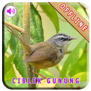 Master Kicau Ciblek Gunung APK