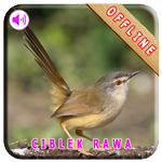 Master Kicau Ciblek Rawa APK