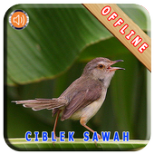 Master Kicau Ciblek Sawah For Android Apk Download