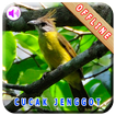 Master Kicau Cucak Jenggot