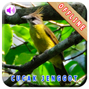 Master Kicau Cucak Jenggot APK