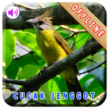 Master Kicau Cucak Jenggot icon