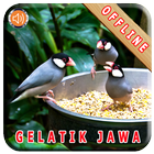 Master Kicau Gelatik Jawa আইকন