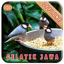 Master Kicau Gelatik Jawa APK