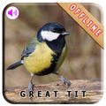 Master Kicau GreatTit