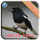 Master Kicau Kacer Poci APK